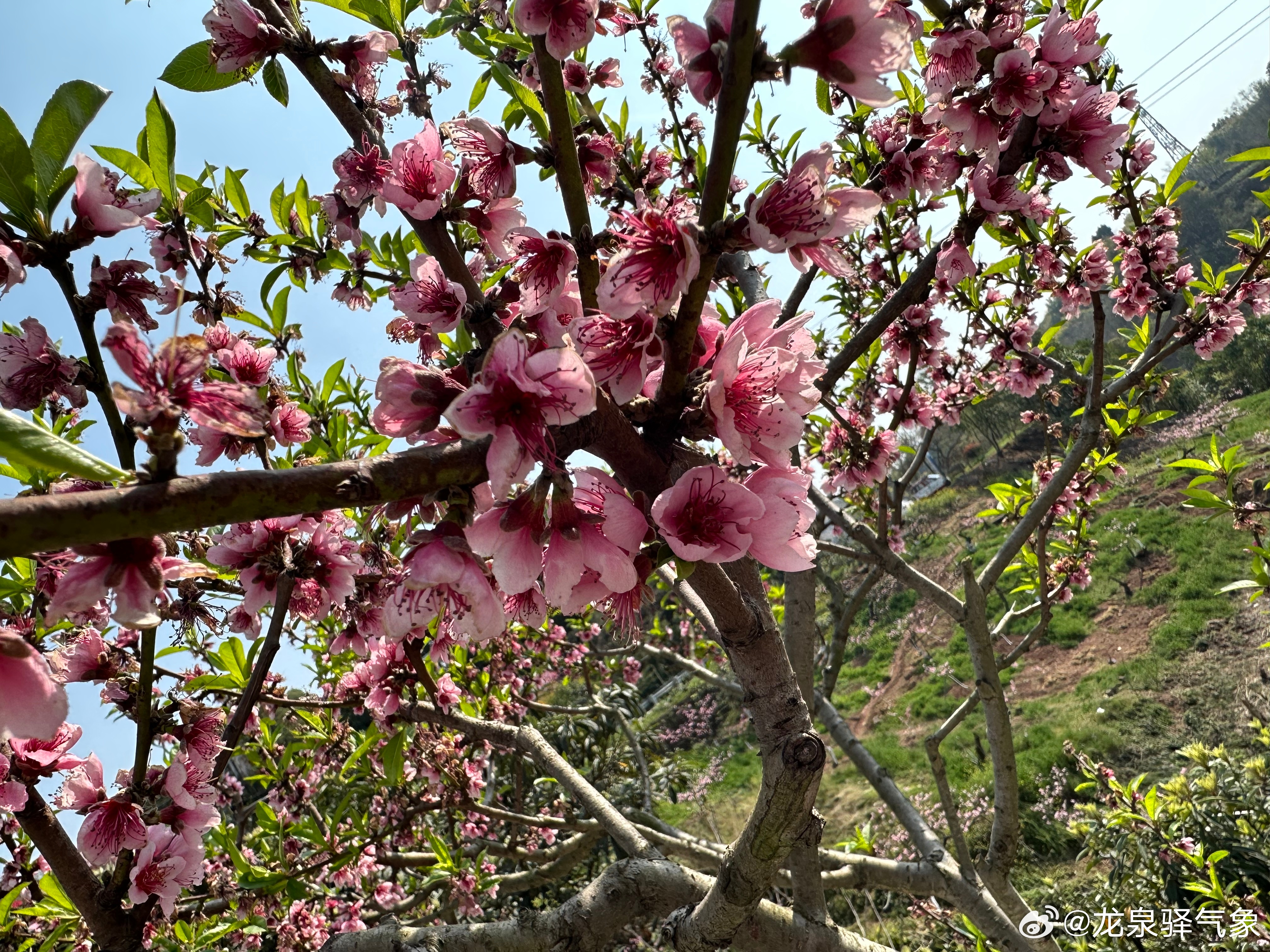 桃花盛开之际，天气预报揭秘美丽与天气的紧密关联