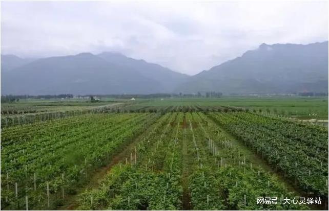 靠山种畜场最新天气预报