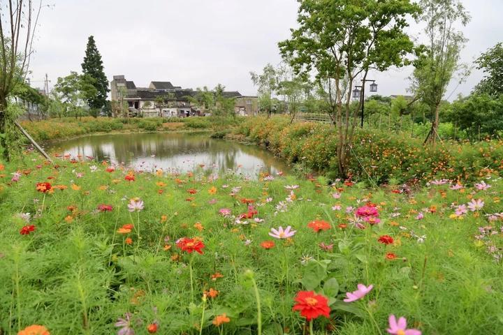 东普村最新项目，乡村振兴的新引擎