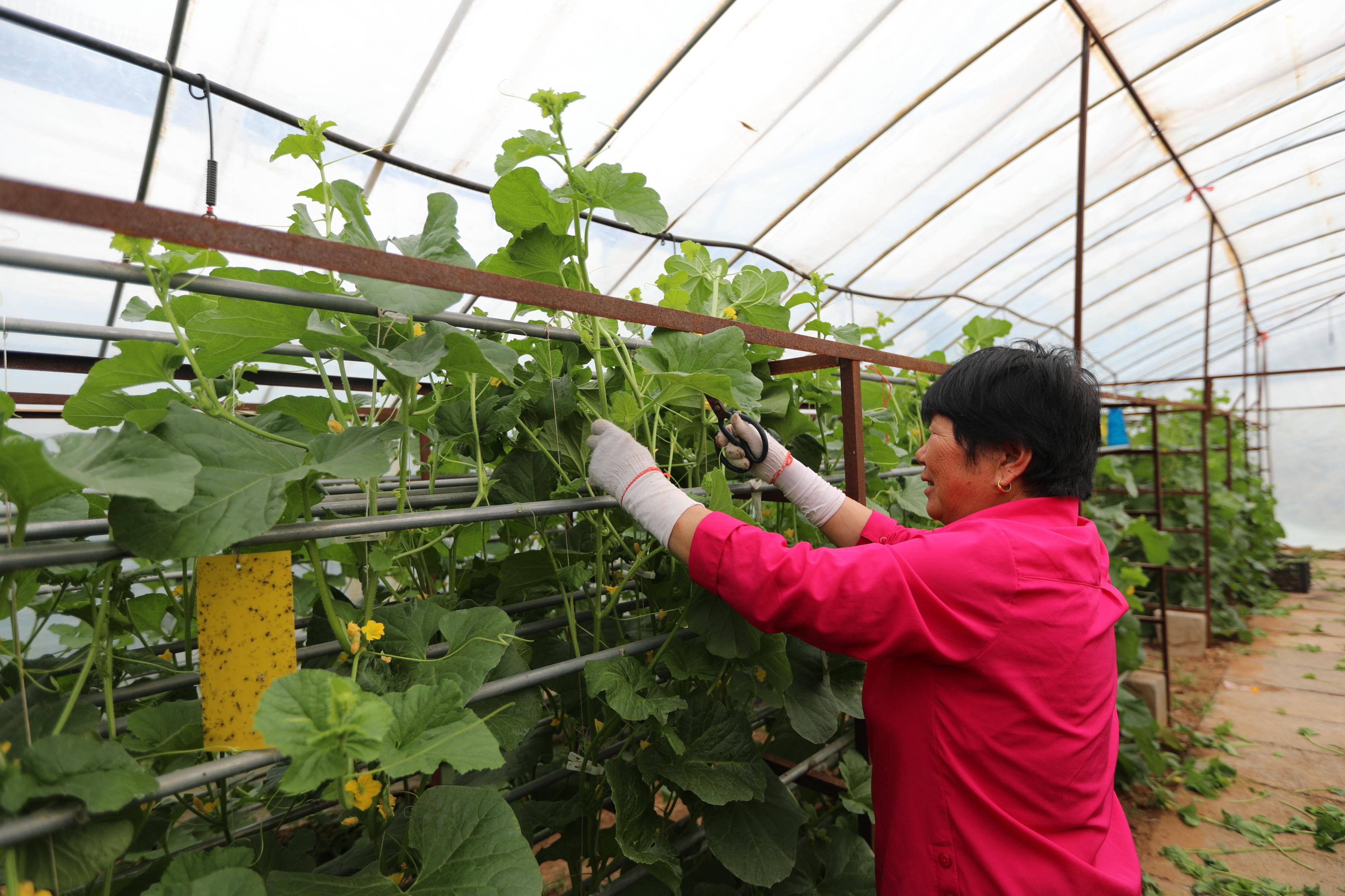 芍药山乡交通新动态，发展助力乡村振兴，经济腾飞再提速