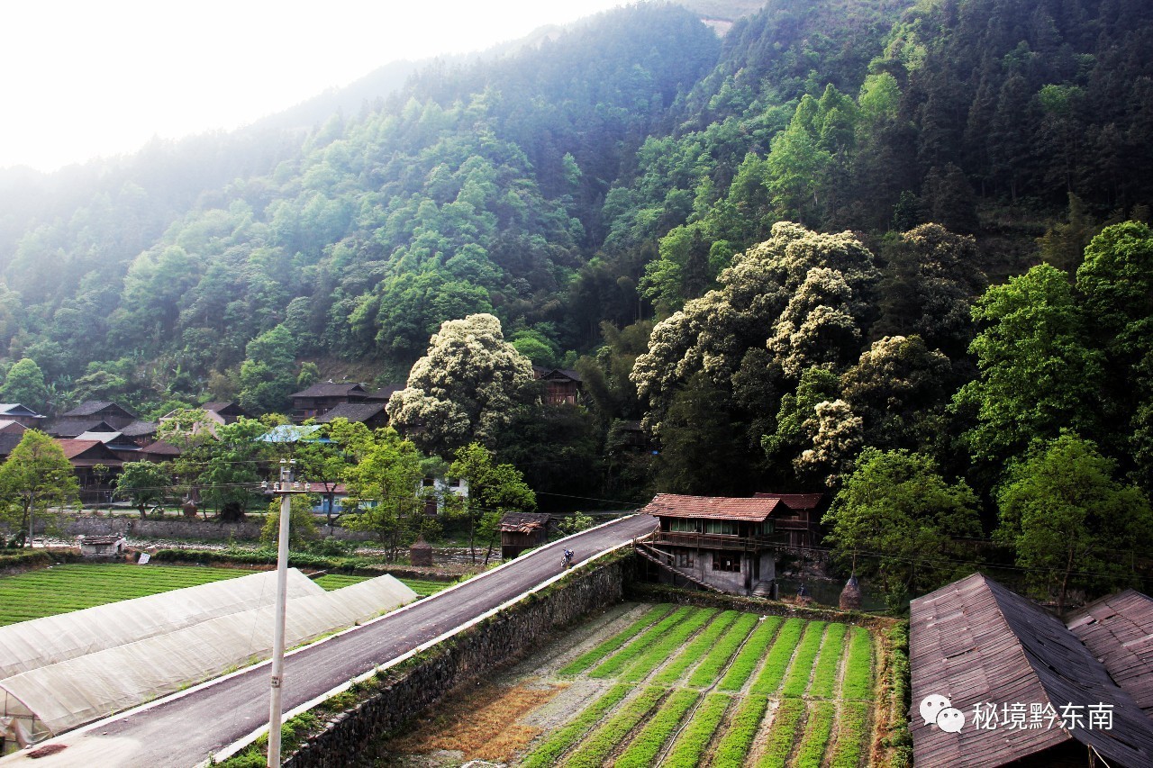 锦屏村走向繁荣与和谐的新蓝图发展规划